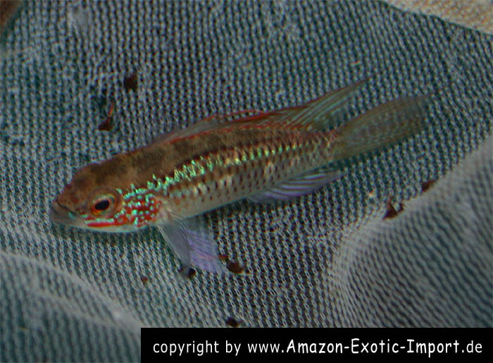 Apistogramma eremnopyge